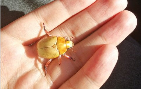 How to help Christmas beetle in your Garden? | Moyustore