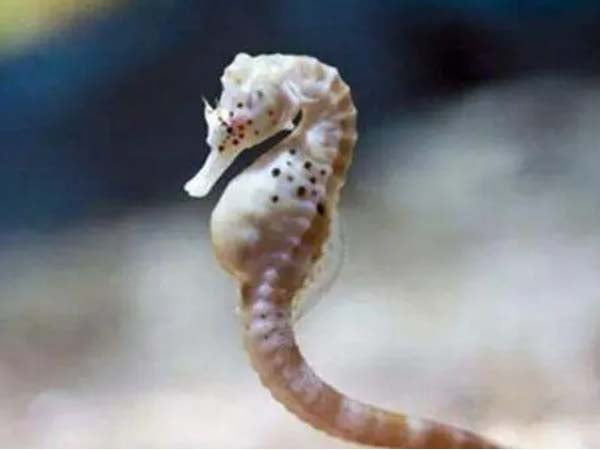 9 Fun Facts About Seahorses You Might Want to Know | Moyustore