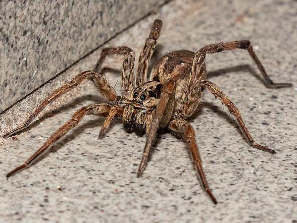 Comparing Tarantula Spiders and Wolf Spiders: What's the Difference? | Moyustore
