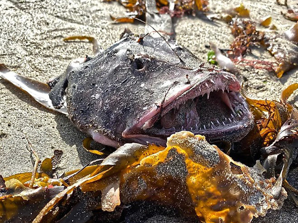 Anglerfish: The Deep Sea's Bioluminescent Big Mouth