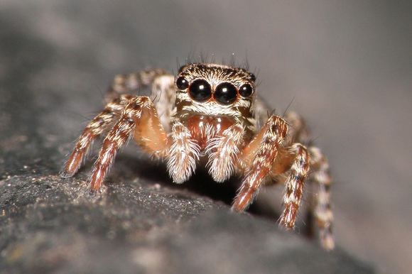 Everything You Need to Know about Jumping Spiders | Moyustore