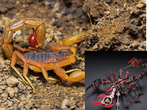 Are Red Scorpions Venomous? | Moyustore