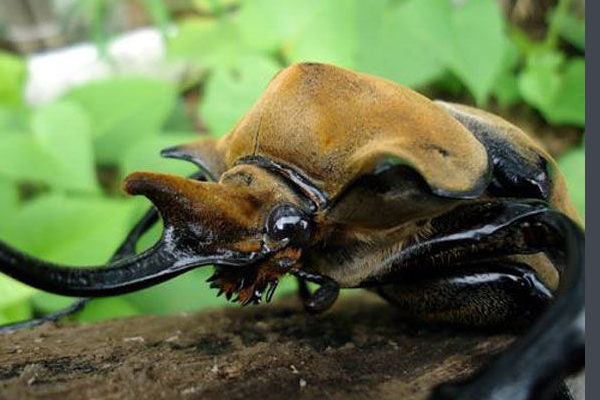 Build Your Own Beetle Kits to Learn at Home With Bugs | Moyustore