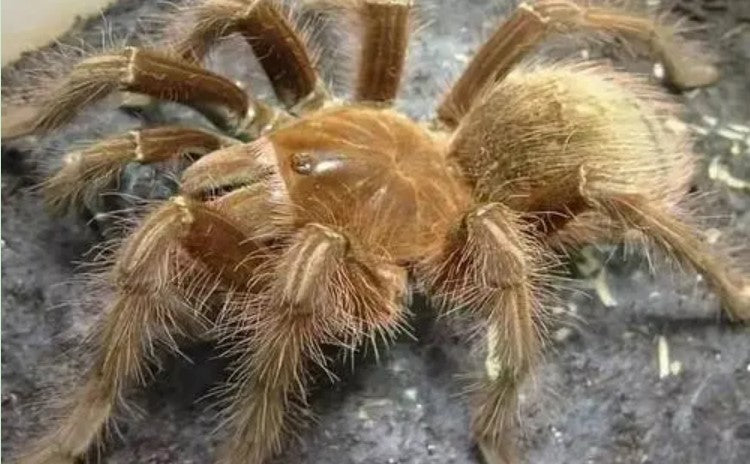 Who is the King of Spiders? Goliath Birdeater or Tarantula | Moyustore