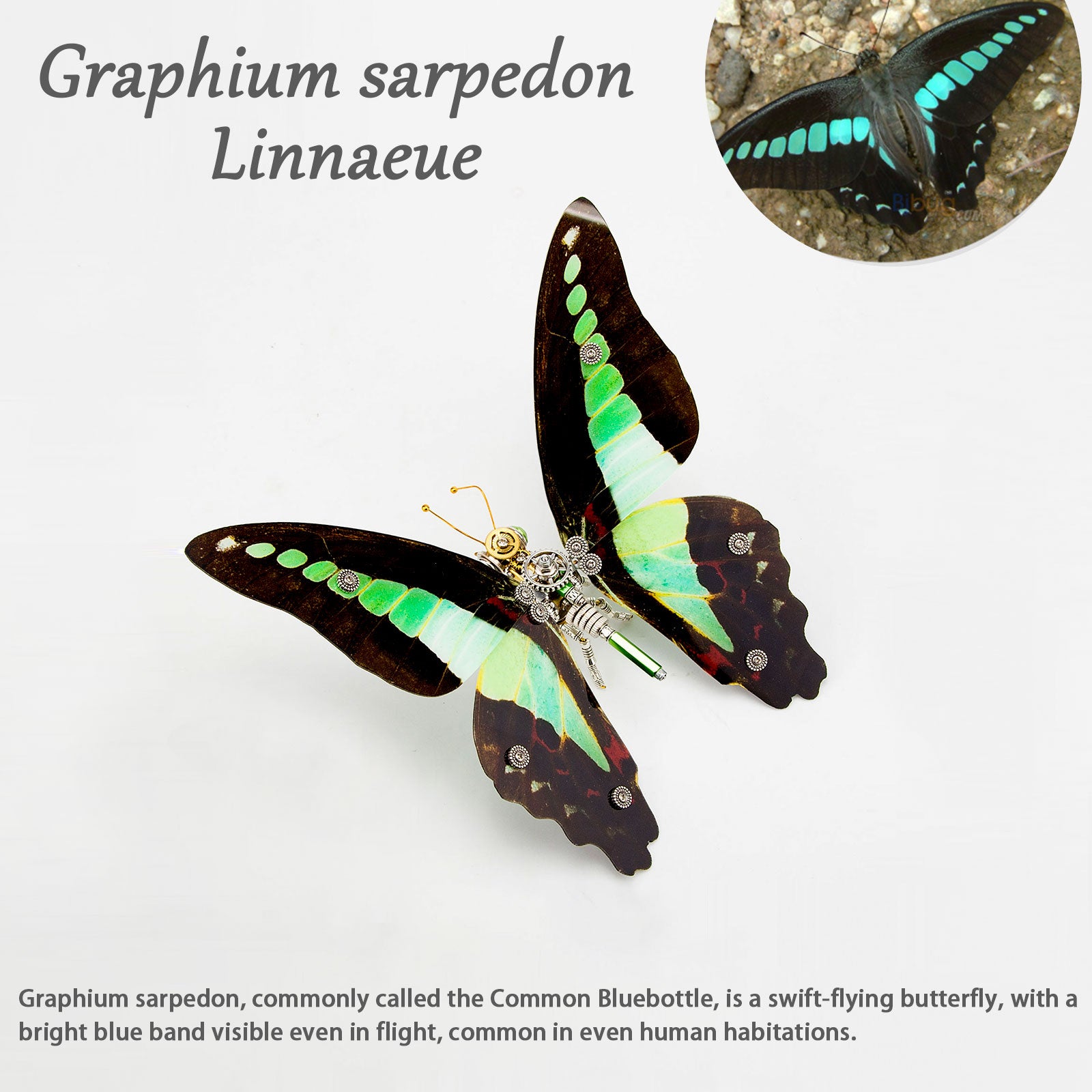 150PCS+ Steampunk 3D Metal Graphium Sarpedon Linnaeue Model DIY Kits