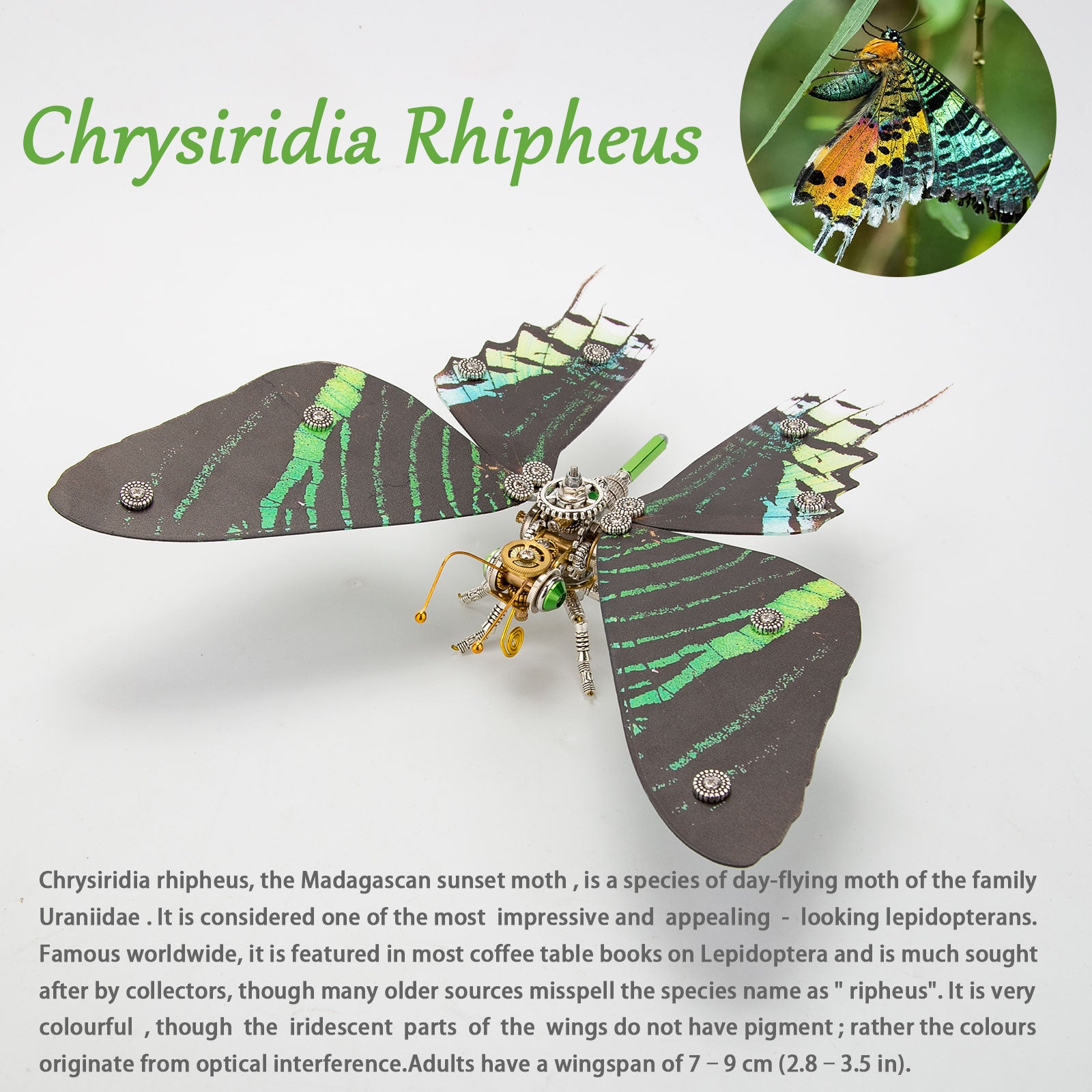 200PCS+ Steampunk Metal Assembly Butterfly Chrysiridia Rhipheus, Ornithoptera Meridionalis & Chrysozephyrus