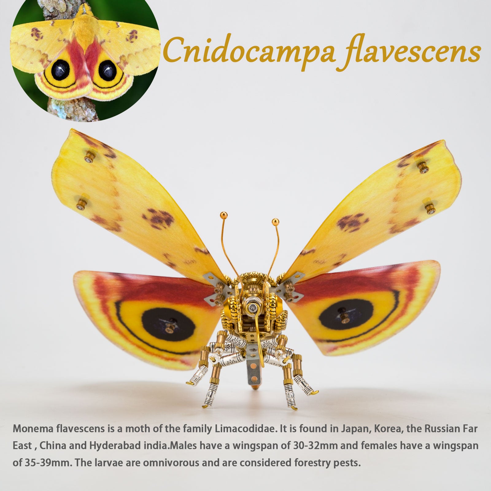 200PCS+Steampunk Metal Assembly Butterfly Cnidocampa Flavescens, Hebomoia Glaucipp & Delias Timorensis Moaensis
